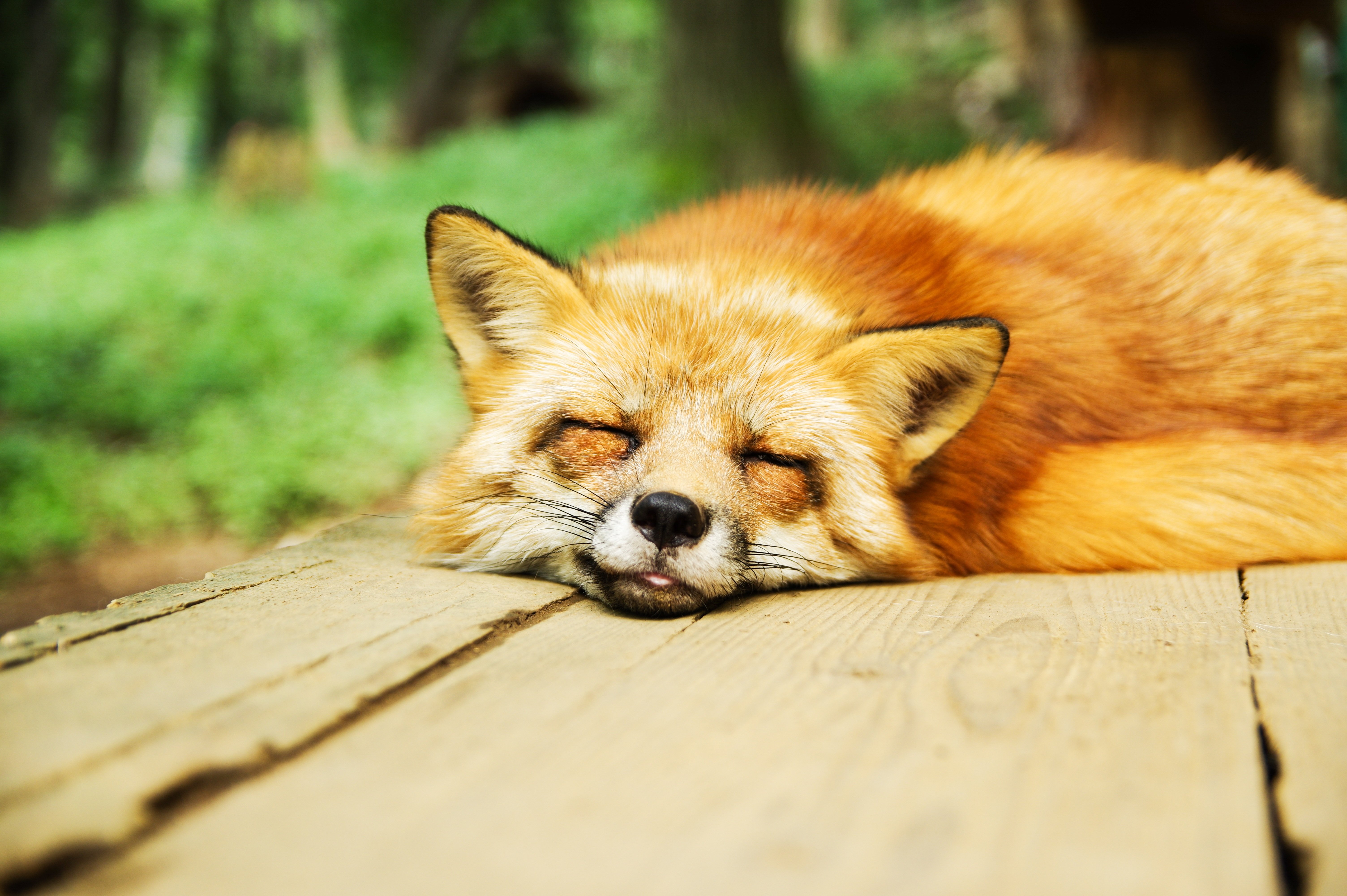 Рыжая лиса во сне. Лиса. Милые лисички.