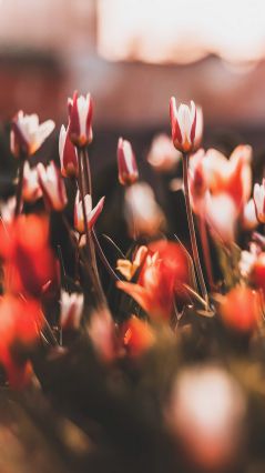 Красно-белые тюльпаны