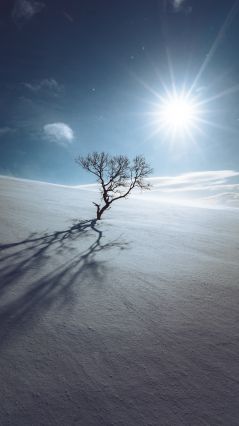 Одинокое дерево посреди снежной равнины