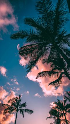 Зелено-коричневые кокосовые пальмы под ясным голубым небом