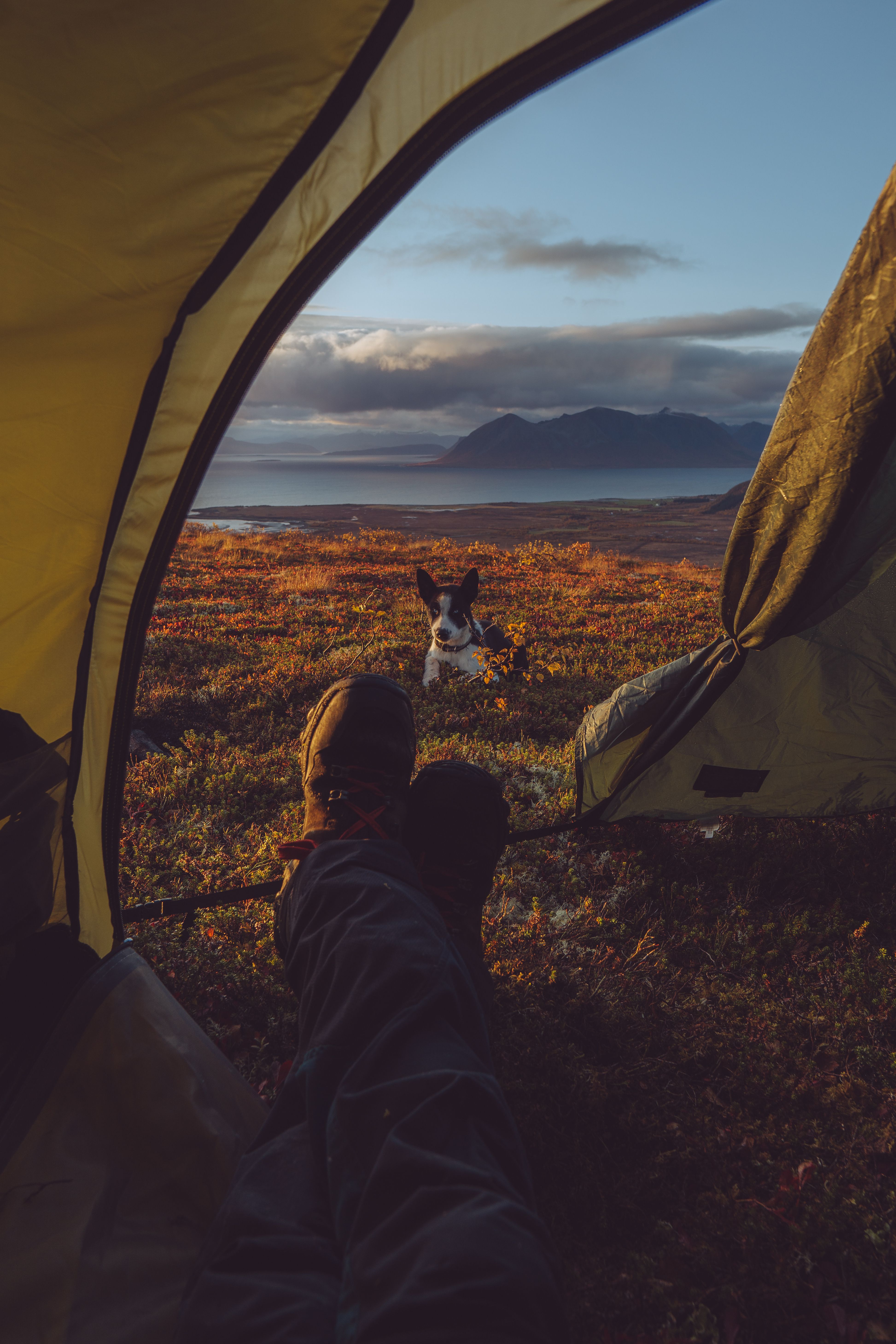 Потрясающий вид на палатку для кемпинга с собакой Хаски