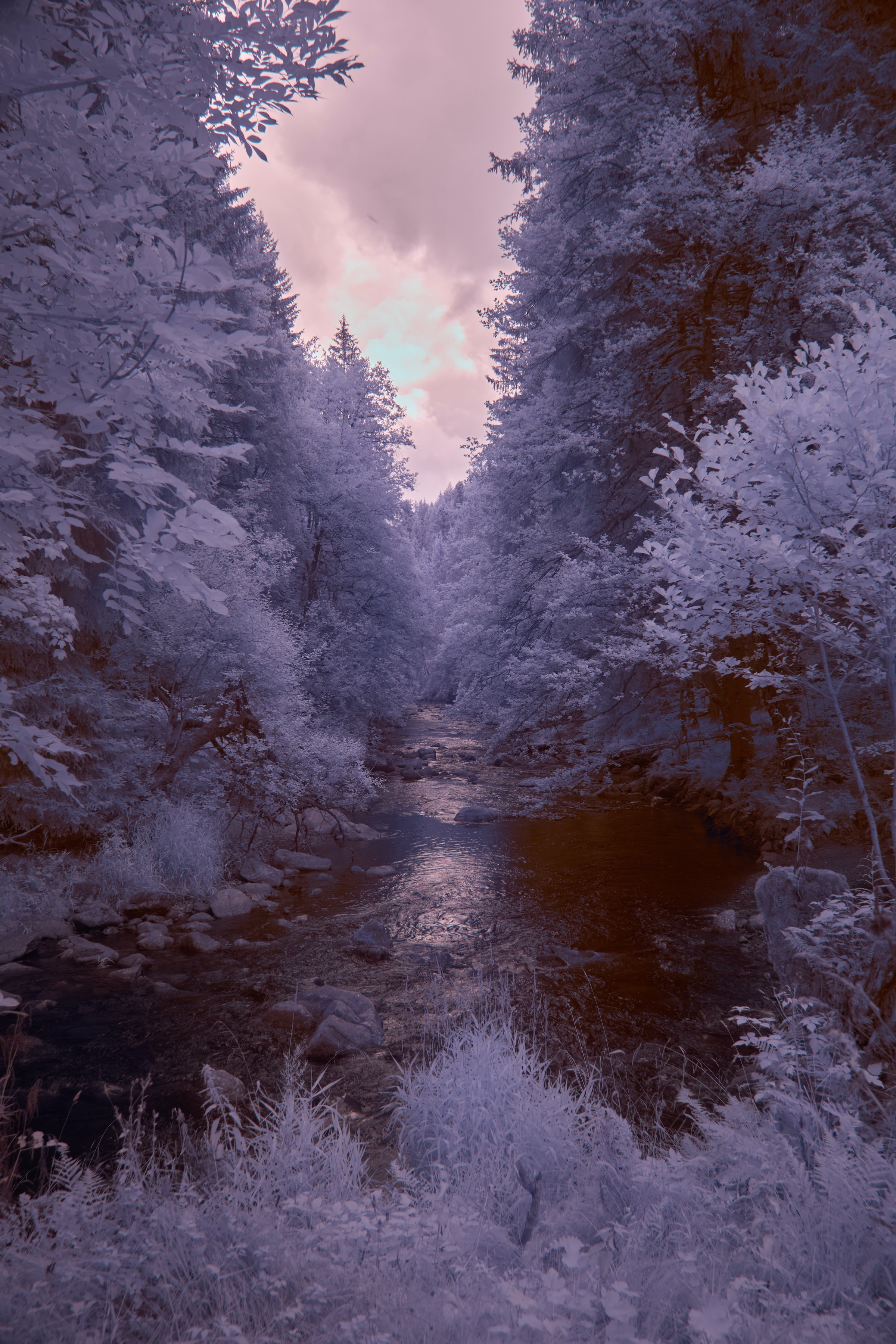 Река, текущая через лес, заполненный деревьями