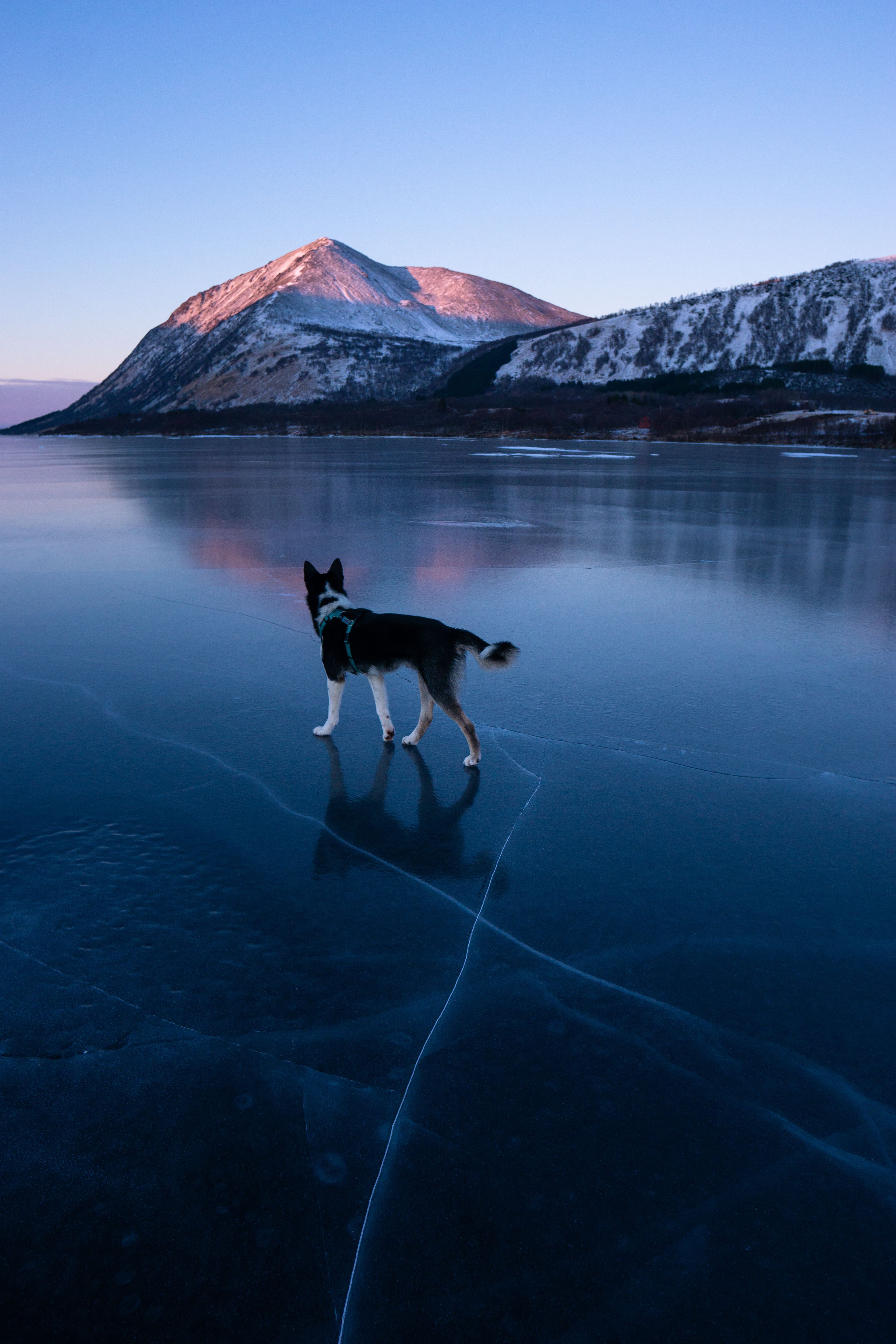 Собака Хаски на замерзшем озере