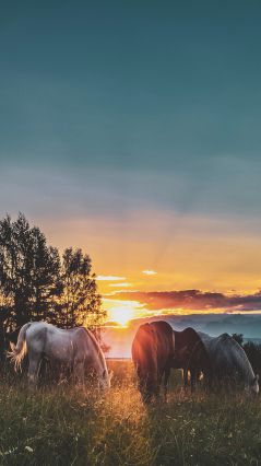 Четыре лошади во время заката