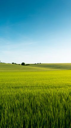 Красивое зеленое Пшеничное поле