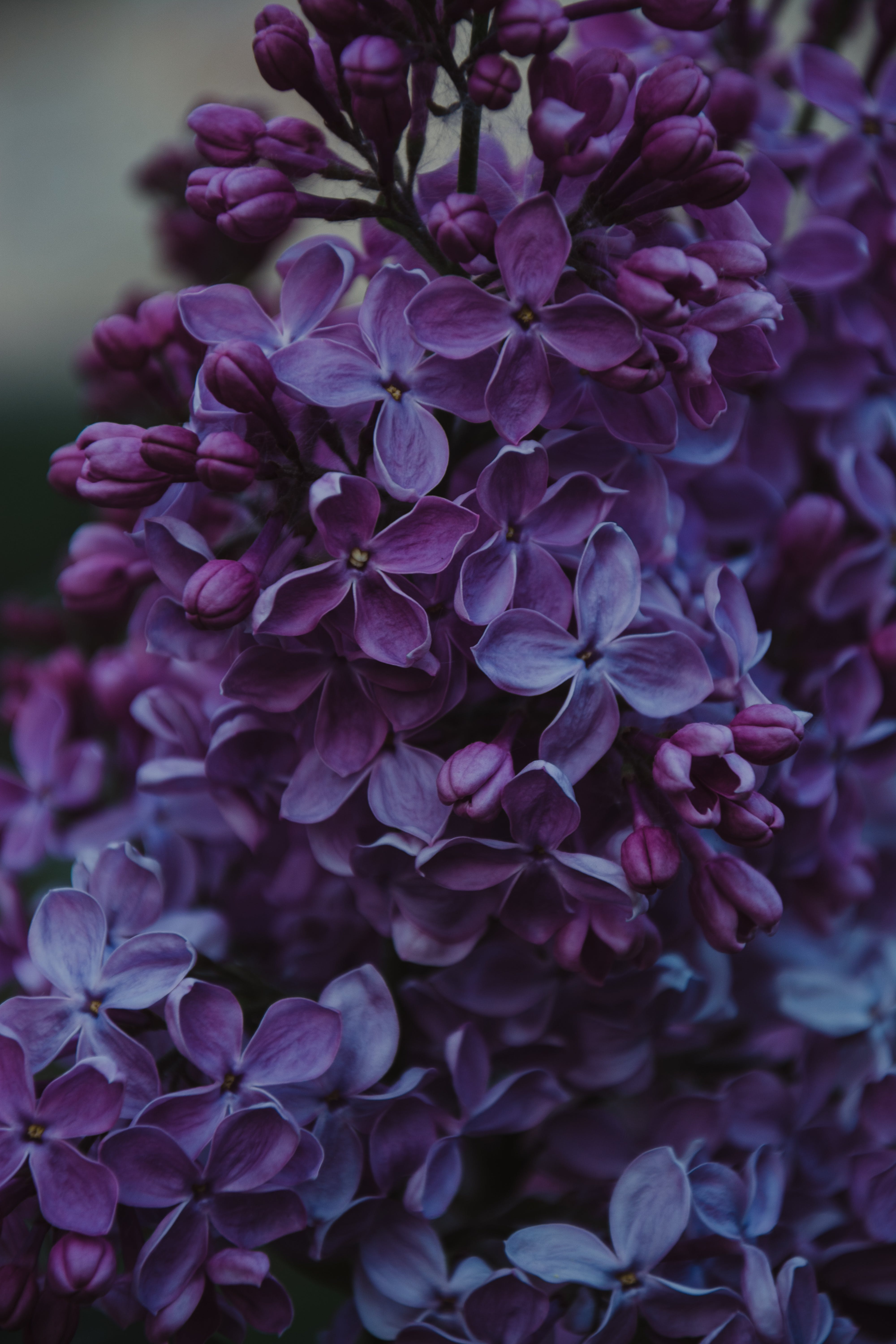Крупный план фиолетовых цветов сирени