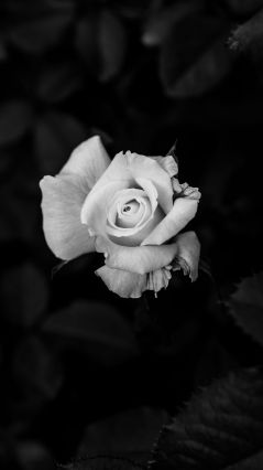 Белая роза на тёмном фоне