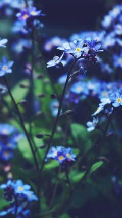 Крупным планом фото синих цветов