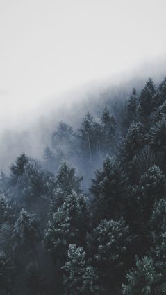 Туман и иней на елях