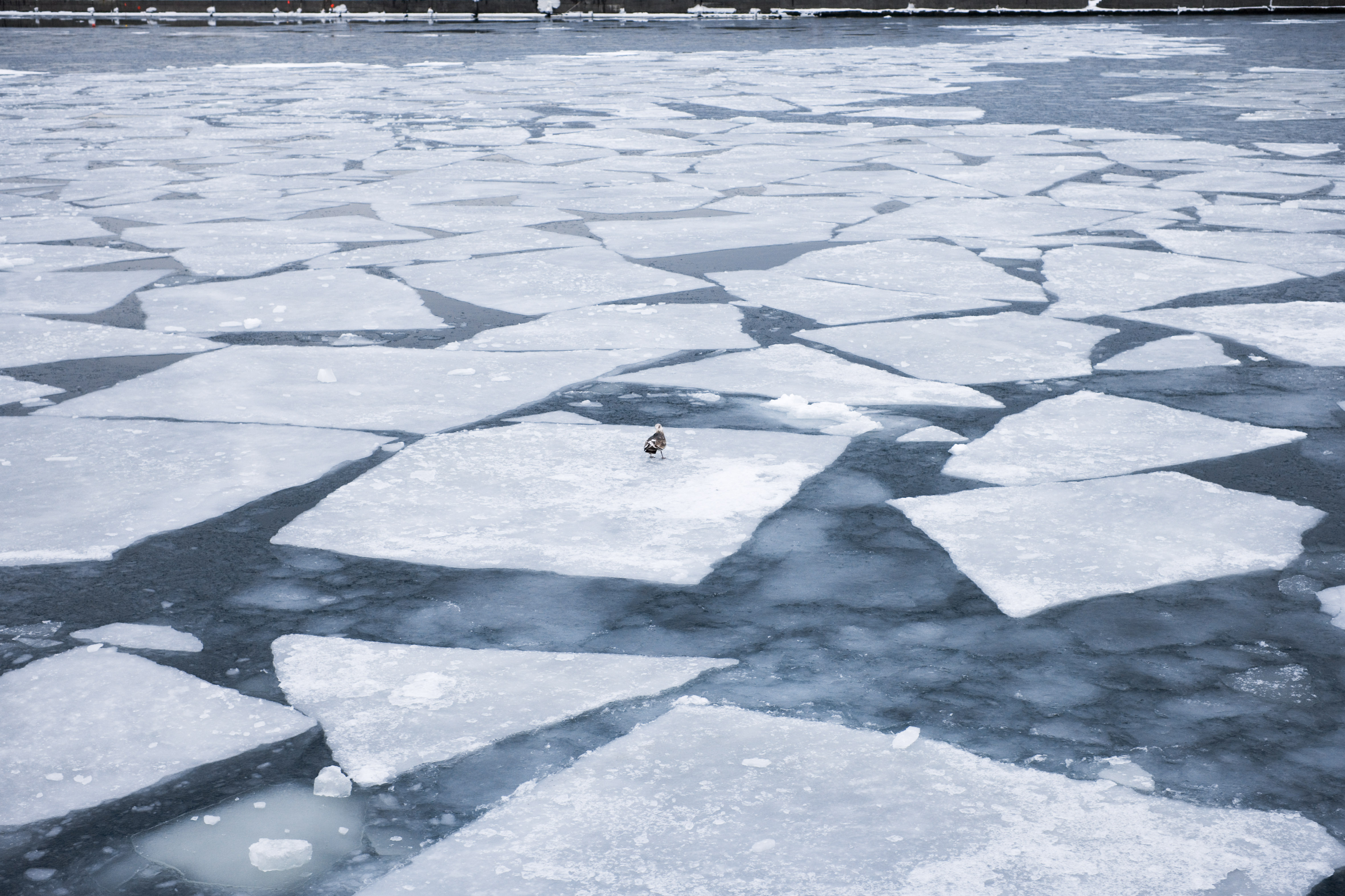 Утка на льдине