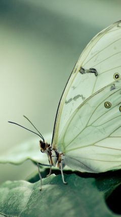 Белая бабочка с желтыми колечками