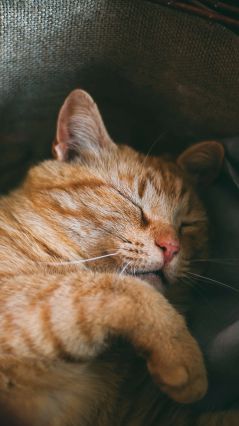Рыжий кот, уснувший в корзине