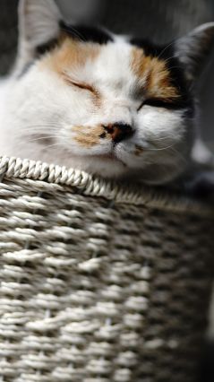 Трёхцветная кошка, спящая в корзине