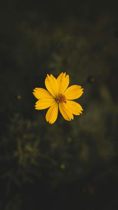 Восьмилепестковый желтый цветочек