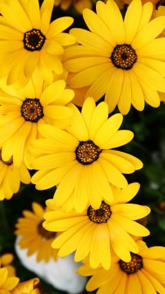 Желтые цветочки на тёмном фоне