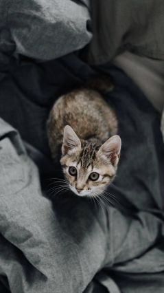 Котенок на постельном