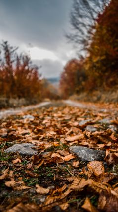 Листья на осенней, лесной дороге