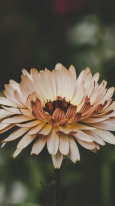 Съемка красивого цветка