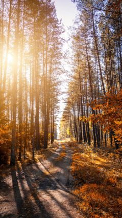 Солнце сквозь высокие деревья осеннего леса